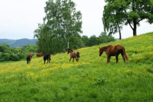 ścieżka-Zielone-Karkonosze-32